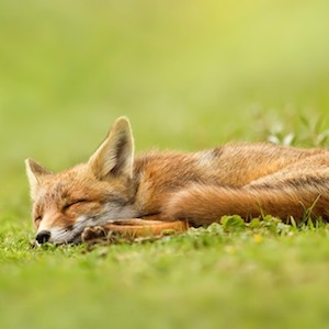 fox150