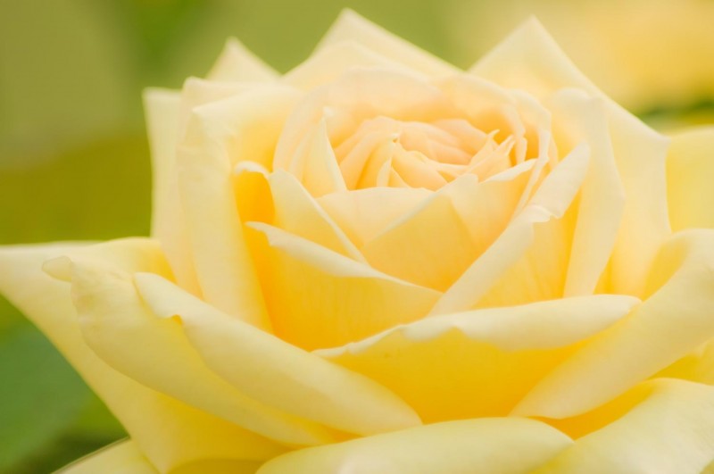 yellow-rose